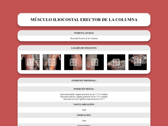 locomotor/musculos/iliocostalerectordelacolumna screenshot