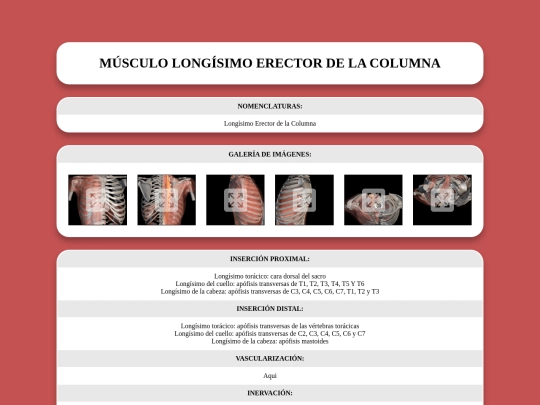 locomotor/musculos/longisimoerectordelacolumna screenshot