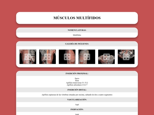 locomotor/musculos/multifidos screenshot