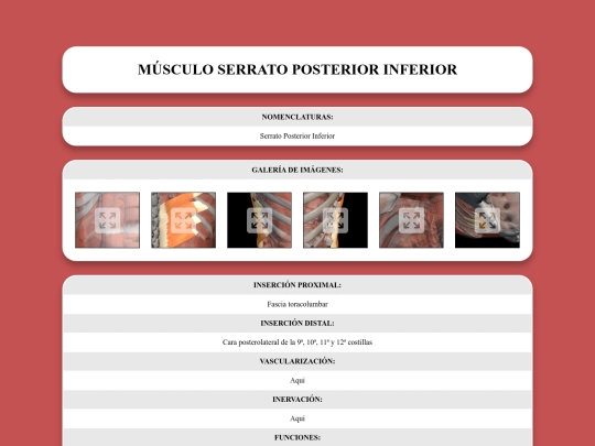 locomotor/musculos/serratoposteriorinferior screenshot