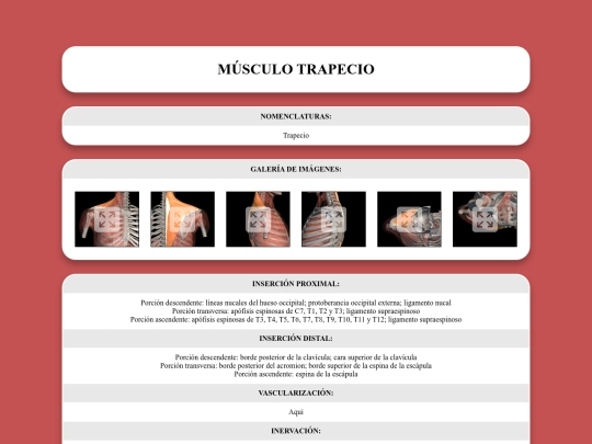 locomotor/musculos/trapecio screenshot