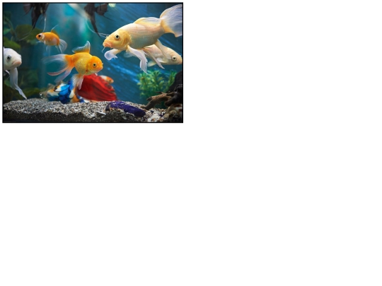 fish screenshot