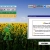 asleepingsunflower.neocities.org avatar