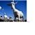 borgeskbrito.neocities.org avatar