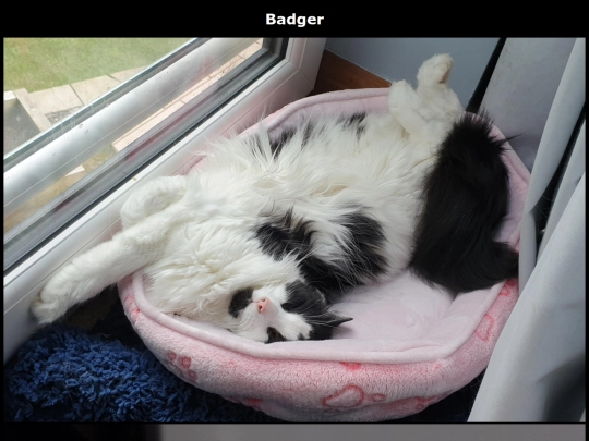 badger screenshot