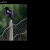 cool birds avatar