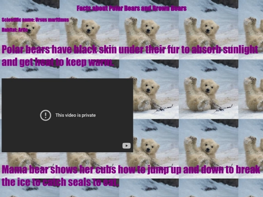 bears screenshot