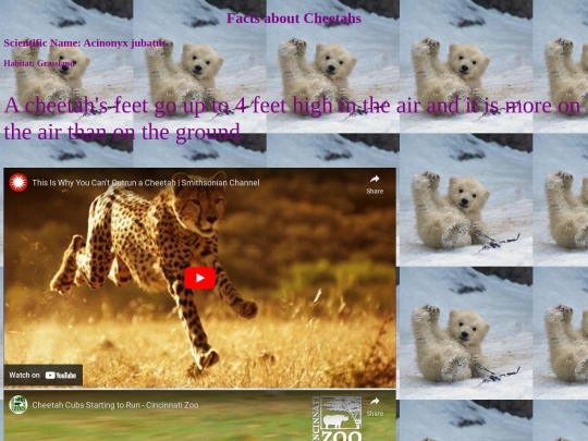 cheetahs screenshot
