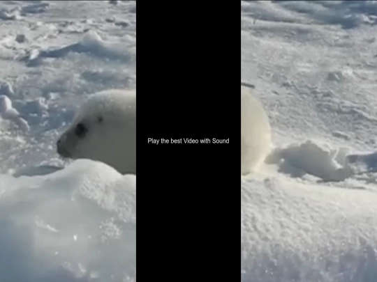 seal screenshot