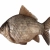 Crucian Carp avatar