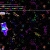 squiggles-thecat.neocities.org avatar