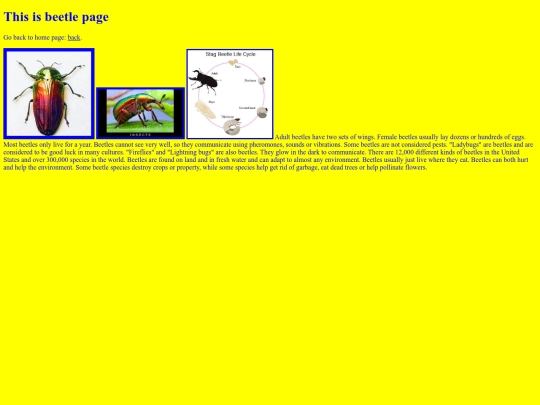 beetle screenshot