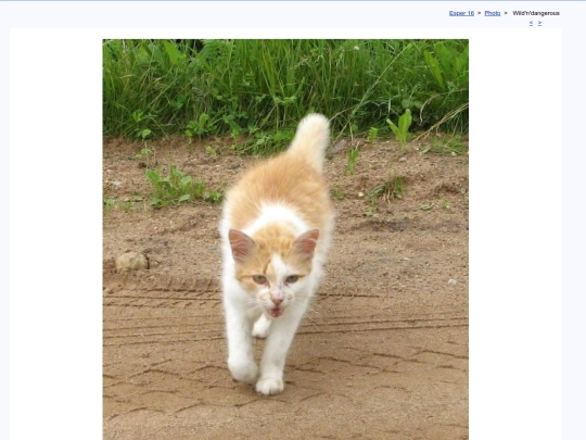 eng/photo/n1807rk screenshot