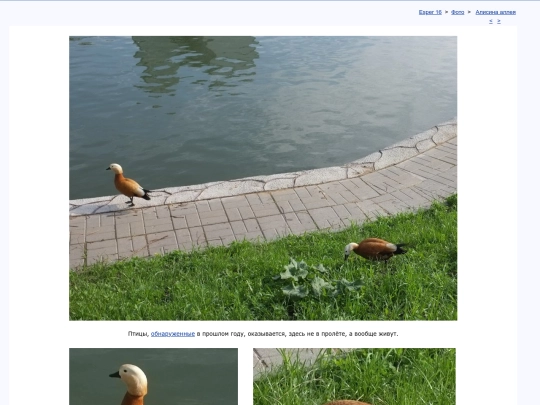 rus/photo/alisovka/t190511d screenshot