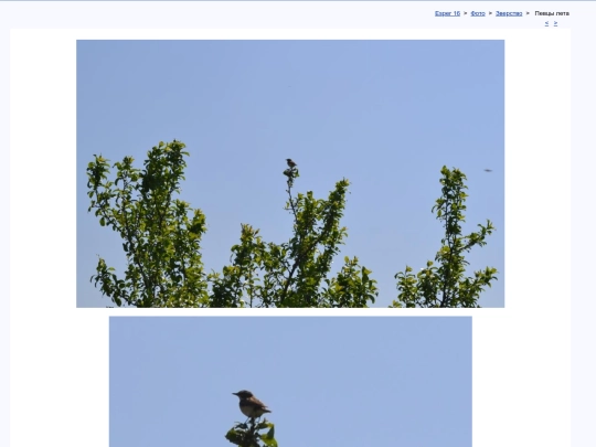 rus/photo/bestia/cantile screenshot