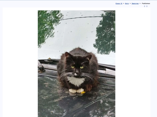rus/photo/bestia/lanista screenshot