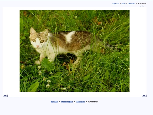 rus/photo/bestia/pulchra screenshot