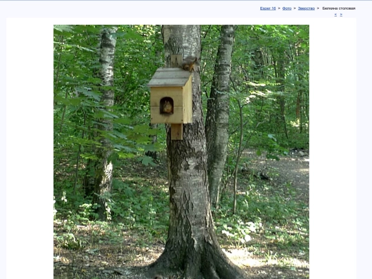 rus/photo/bestia/sciurus screenshot