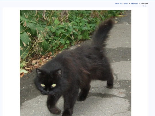 rus/photo/bestia/timo screenshot