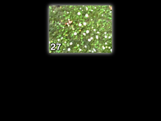 cents/flowers screenshot