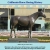 California Horse Racing History avatar