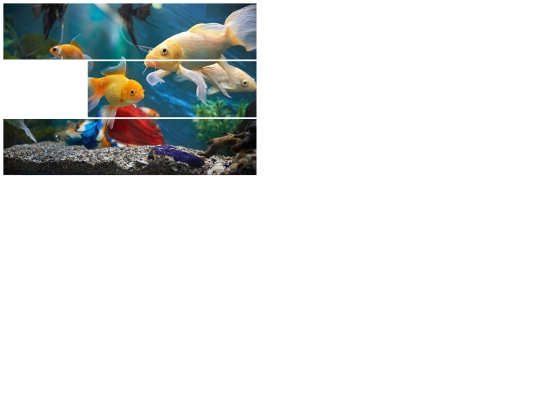 fish screenshot