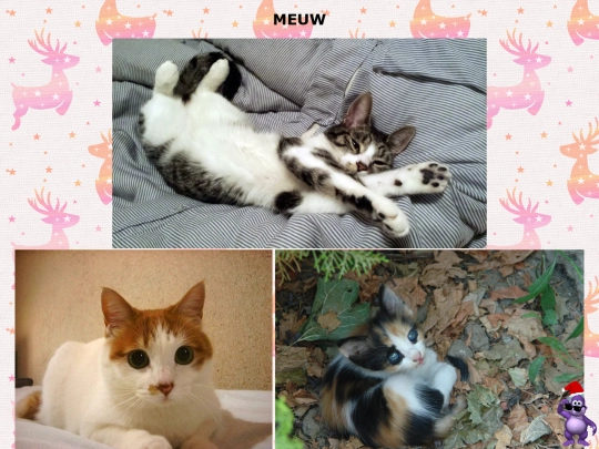 gallery screenshot