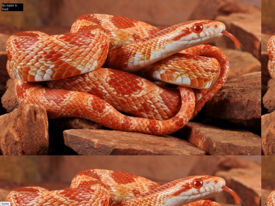 snake screenshot