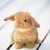 fluffy_bunny.neocities.org avatar