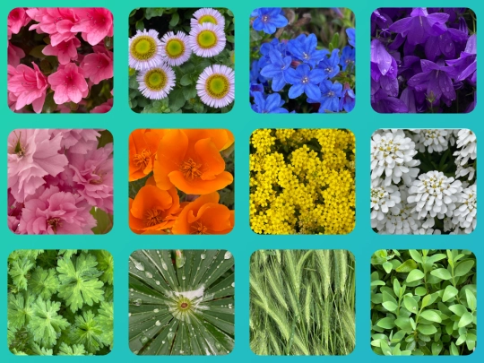 plants screenshot