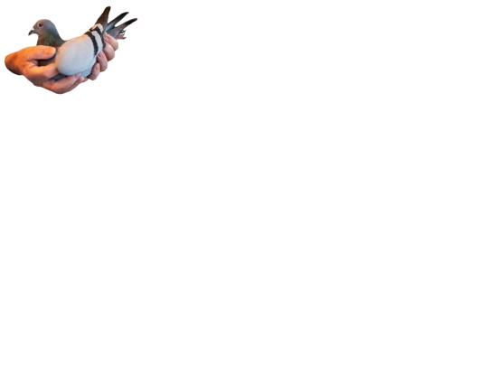 pigeon screenshot