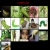 Caterpillar avatar