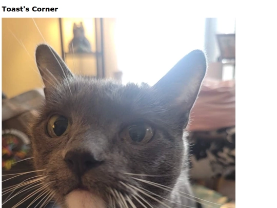 mycattoast screenshot