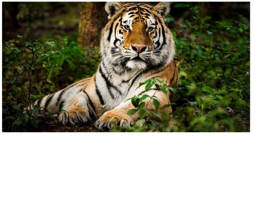 imagenlink screenshot