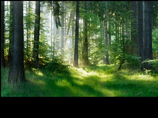 theforest screenshot