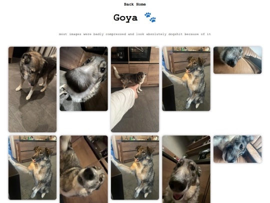 dog screenshot