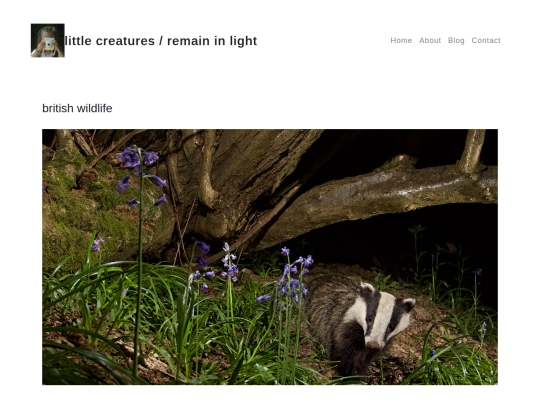 badger-in-bluebells screenshot