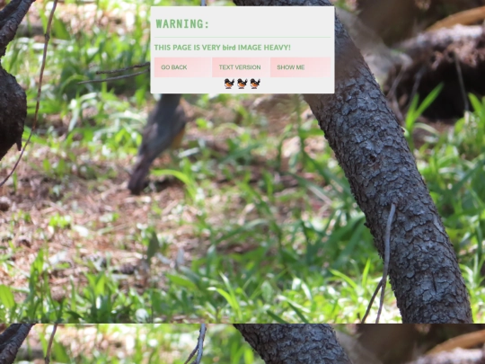 birds/birdwarning screenshot