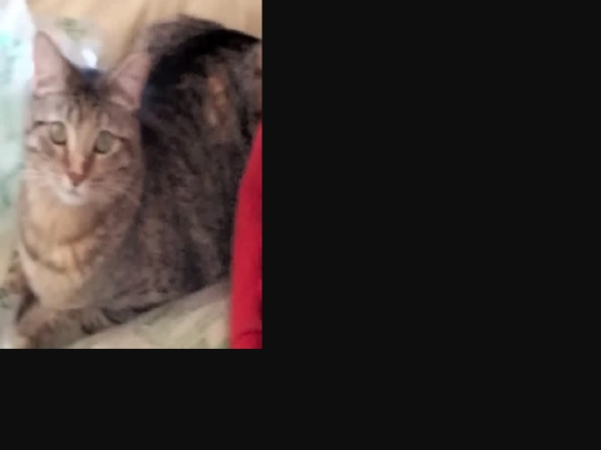 cat10 screenshot