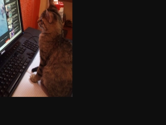 cat11 screenshot