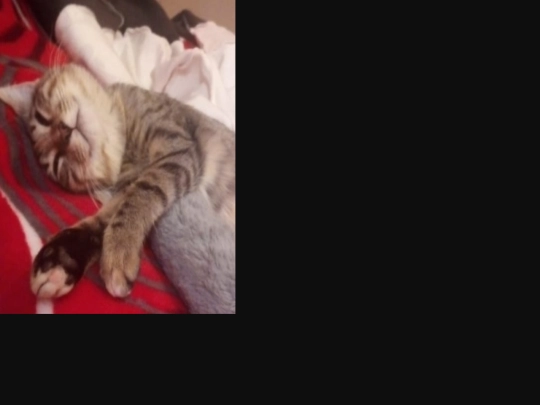 cat12 screenshot