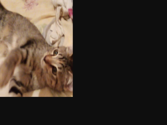 cat13 screenshot