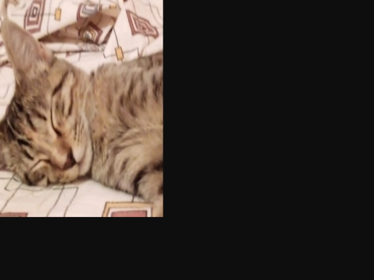 cat14 screenshot