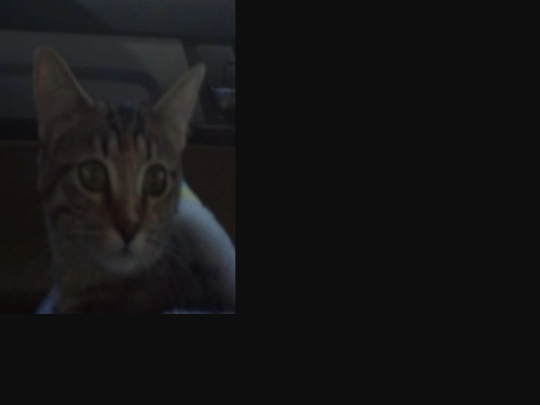 cat15 screenshot