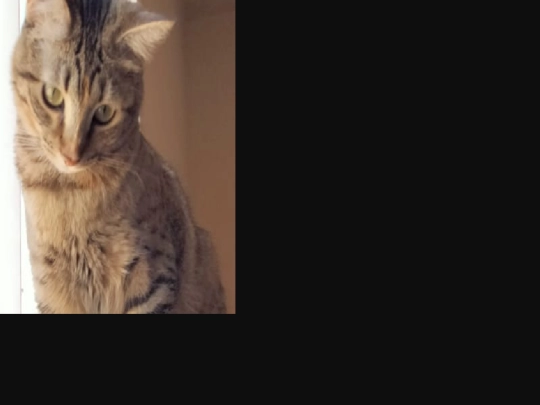 cat6 screenshot