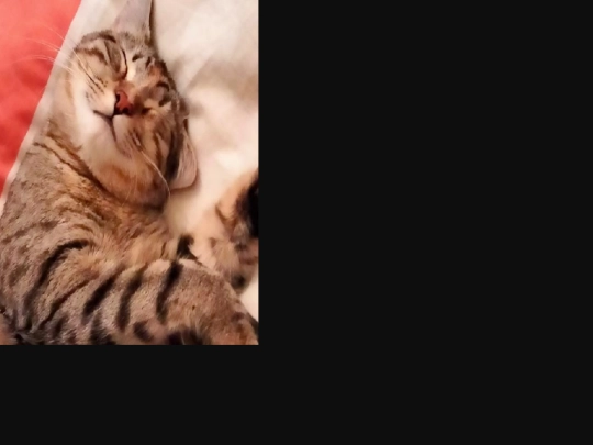 cat7 screenshot