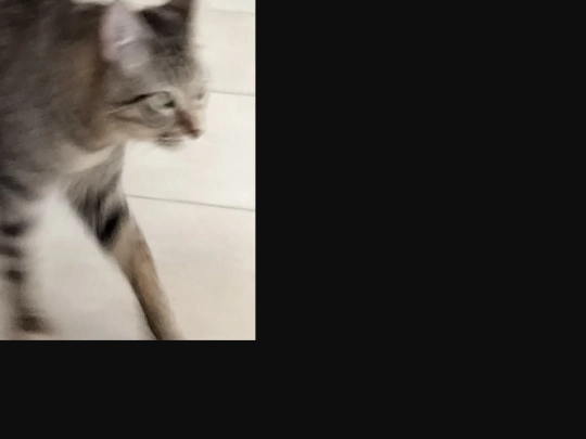 cat8 screenshot
