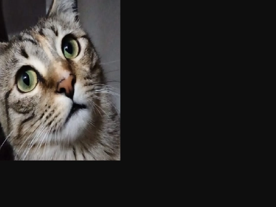 cat9 screenshot