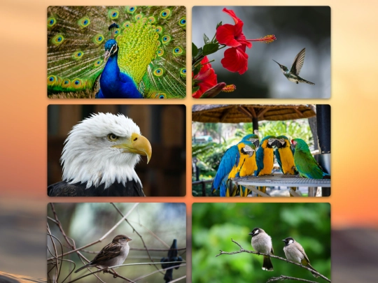 birds screenshot