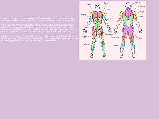 MuscularSystem screenshot